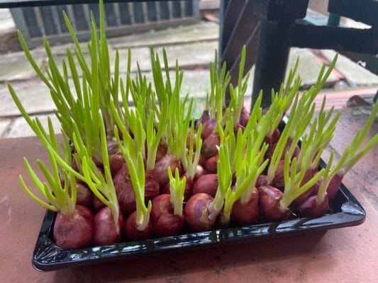 Trồng cây trong thời gian giãn cách