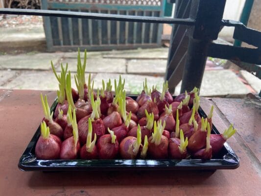 Trồng cây trong thời gian giãn cách