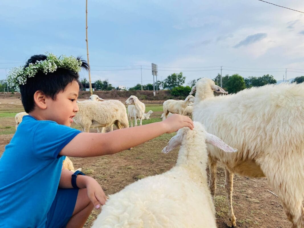 Đồi Cừu Suối Nghệ Vũng Tàu: Điểm Đến Check-in Đẹp Ngất Ngây, Hút Hồn Giới Trẻ