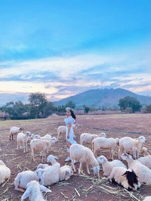 Phong cảnh yên bình bên những em cừu vô cùng dễ thương tại Đồi Cừu Suối Nghệ