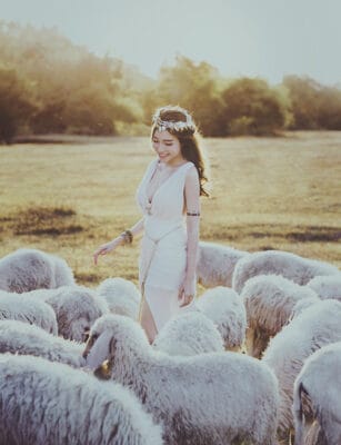 Sao Việt cũng mê mẩn những em cừu ở Đồi Cừu Suối Nghệ