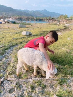  đàn cừu ở Hồ Đá Xanh dễ thương và cực kỳ thân thiện với mọi người