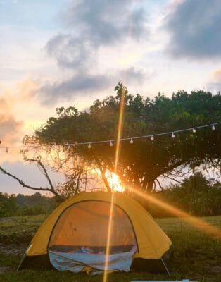 Ảnh Khoai Mì Dung