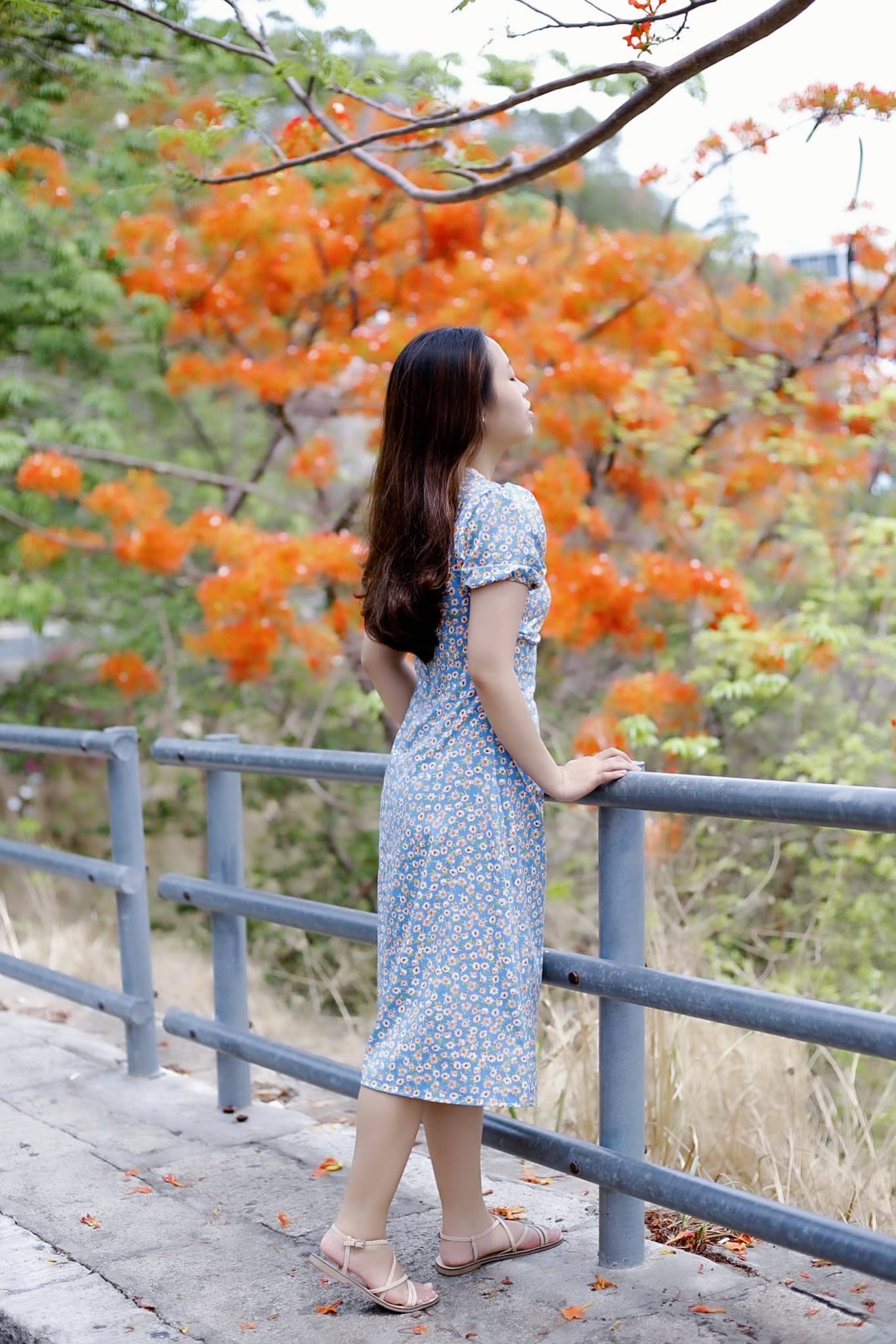 hoa phượng ở vũng tàu