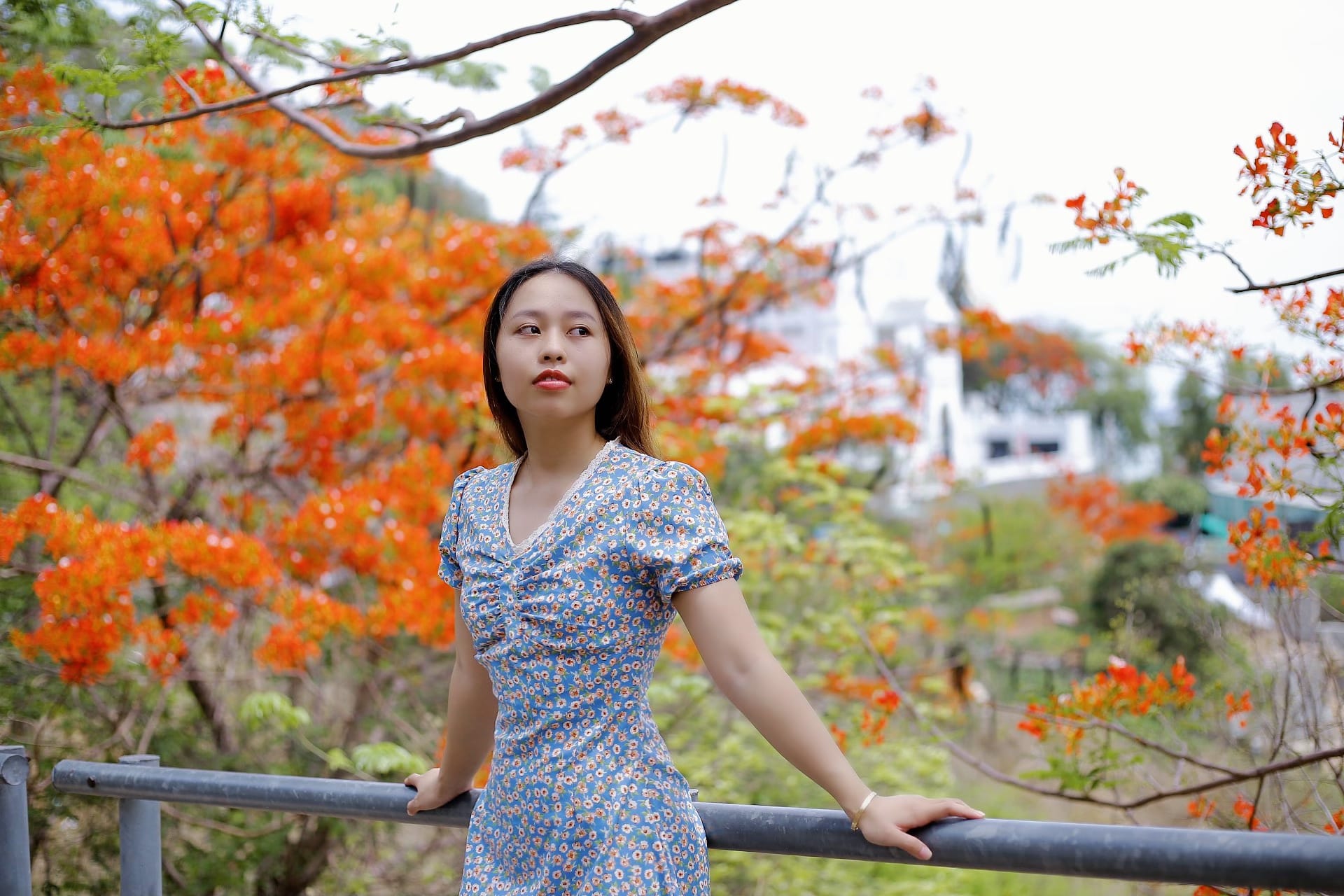 Hoa phượng ở Vũng Tàu