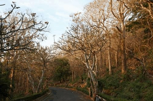 Con đường dẫn lên Bạch Dinh