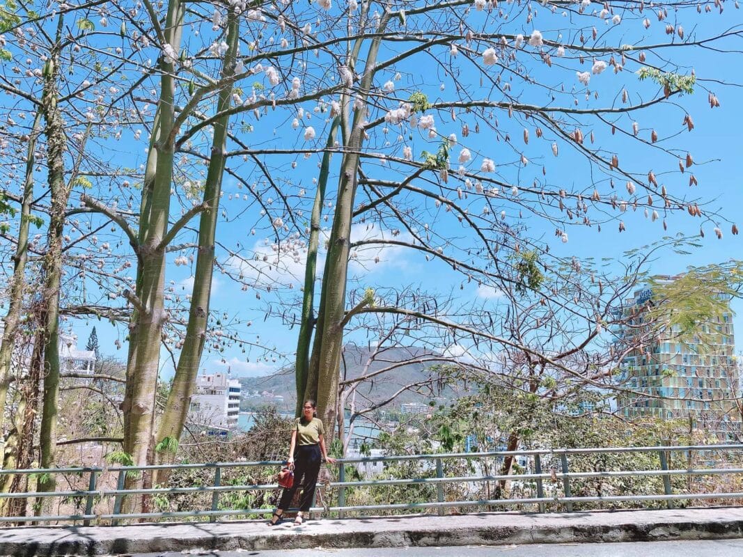 Cây Bông Gòn Vũng Tàu: Điểm check-in 'hot hit' mùa hoa nở trắng trời, săn ngàn ảnh đẹp