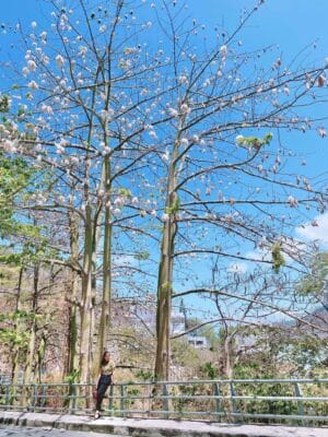 cay bong gon vung tau 2