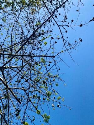 cay bong gon vung tau 3