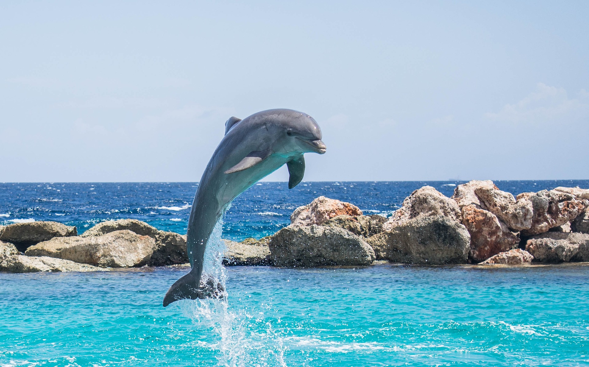 Dolphin Sighting - Activities in Goa