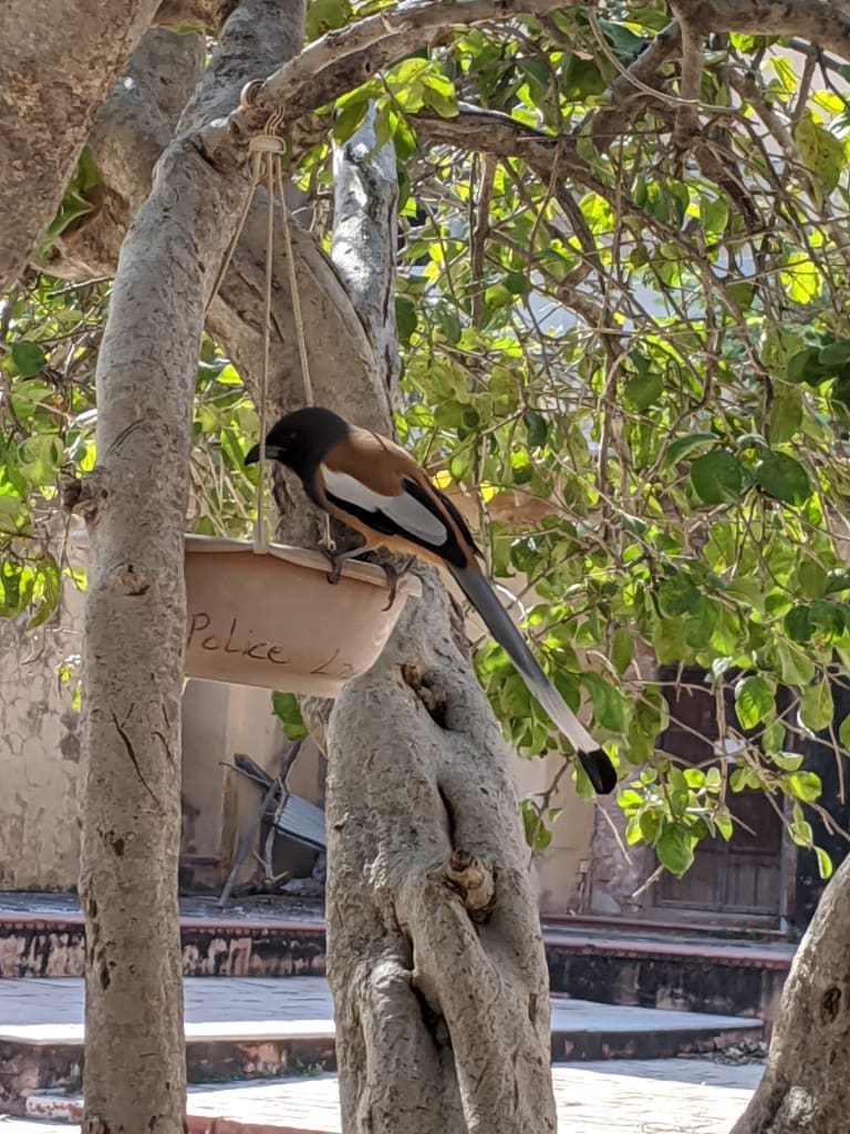 Bird