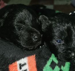 Ingyen elvihető kiskutyák 