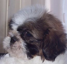 Shih-Tzu kölykök eladók!