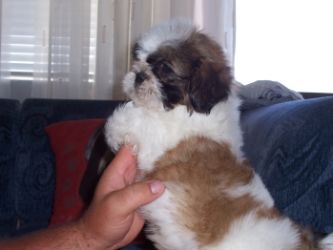Shih-Tzu kölykök eladók!