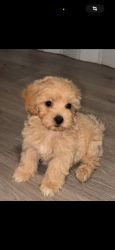 ELADÓ egy Mini-maltipoo kis kutya 