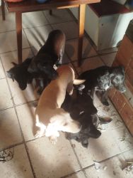 3 hónapos kiskutyák eladók 