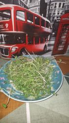 Mikrozöld, mikrozöldség