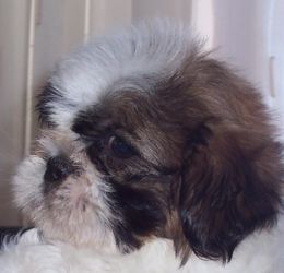 Shih-Tzu kölykök eladók!