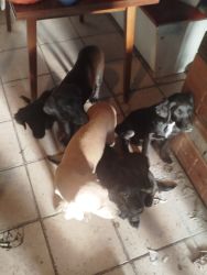 3 hónapos kiskutyák eladók 