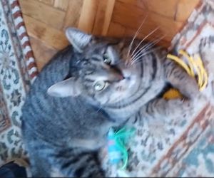 Berci örökbefogadás