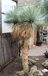 Yucca rostrata, faxoniana