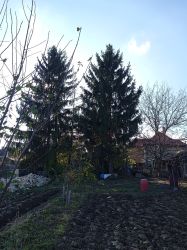 12-14m magas lucfenyők, kivàgàs ellenében ingyen elvihetők