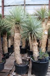 Yucca rostrata, faxoniana