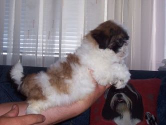 Shih-Tzu kölykök eladók!