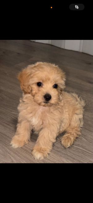 ELADÓ egy Mini-maltipoo kis kutya 