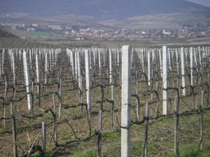 Szőlőoszlop, drótkerítés, vadháló, drótfonat, kerítés