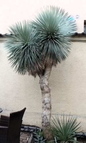 Yucca rostrata, faxoniana