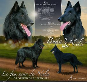 BELGA JUHÁSZKUTYA/GROENENDAEL KISKUTYÁK