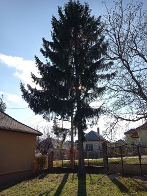 12-14m magas lucfenyők, kivàgàs ellenében ingyen elvihetők