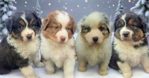 Ausztral juhászkutya kölykök eladók!