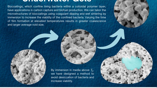 Trapping Bacteria in Porous Coatings | Alexia Beale, University of Surrey, alexia2.beale@btinternet.com