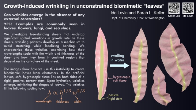 Growth-induced wrinkling in unconstrained biomimetic 