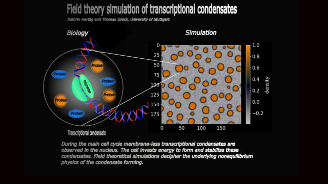 Field theory simulation of transcriptional condensates | Kathrin Hertäg, University of Stuttgart, kathrin.hertaeg@itp4.uni-stuttgart.de