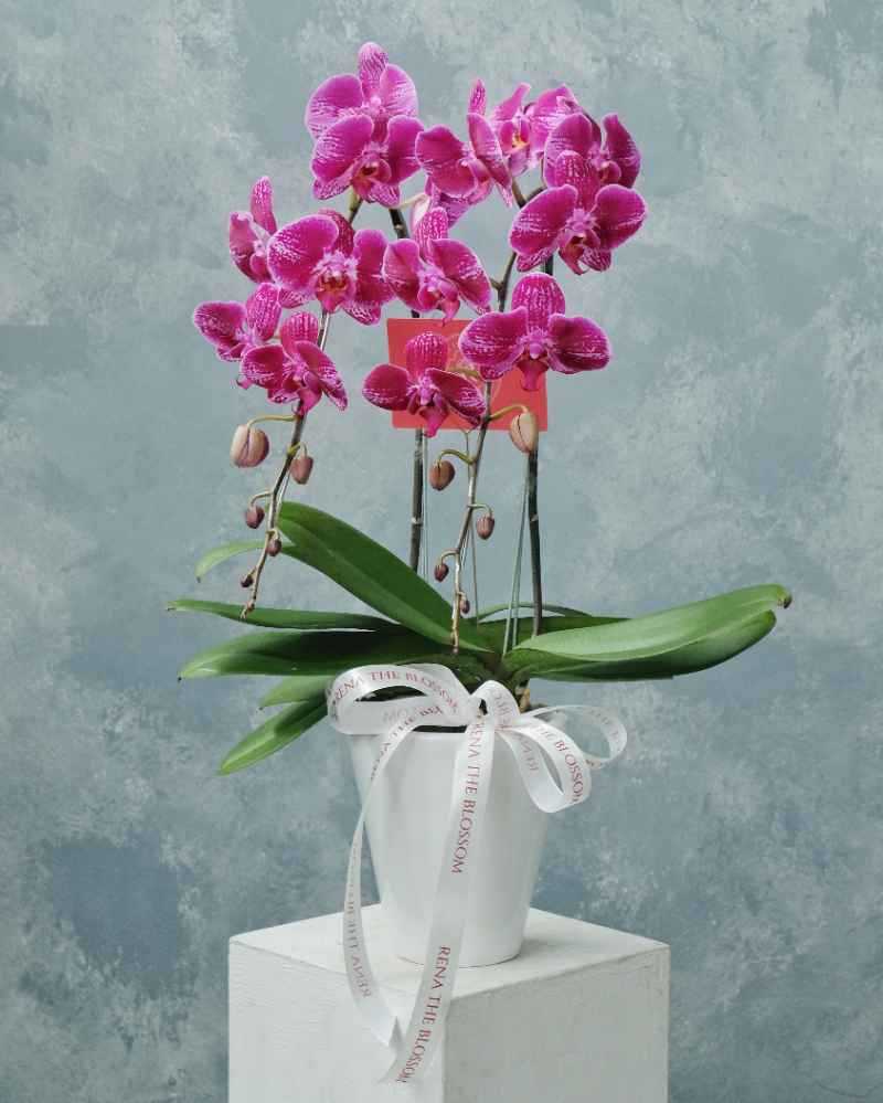 Orchid