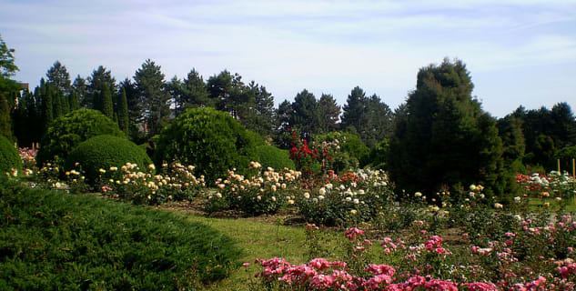 Botanická zahrada v Jasy - https://commons.wikimedia.org/wiki/File:Ia%C5%9Fi_,_Gr%C4%83dina_Botanic%C4%83_5.JPG?uselang=cs