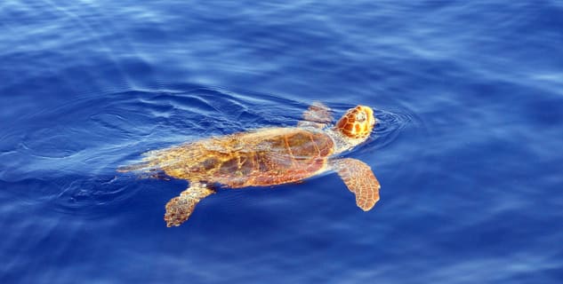 Caretta Caretta - https://www.flickr.com/photos/live-zakynthos/4300133049