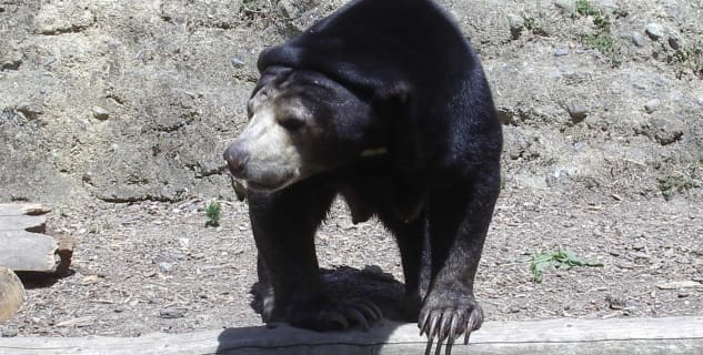 Medvěd ve Wellingtonské Zoo - https://commons.wikimedia.org/wiki/File:Wellington_Zoo_Sun_Bear.JPG