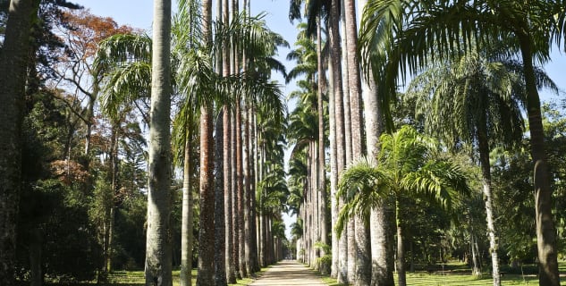 Jardim Botânico do Rio de Janeiro - https://www.flickr.com/photos/armandolobos/9526256725/