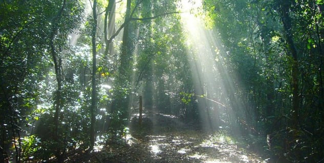 Prales Udawattakele  - https://commons.wikimedia.org/wiki/File:Udawattakele_Forest_scene_5.jpg