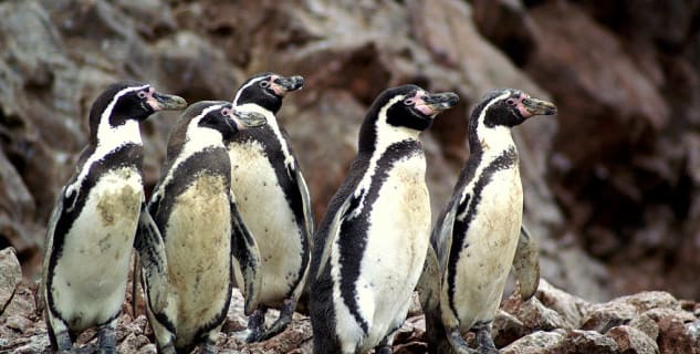 tučňáci na Islas Ballestas - https://commons.wikimedia.org/wiki/File:Spheniscus_humboldti,_Islas_Ballestas_10.jpg