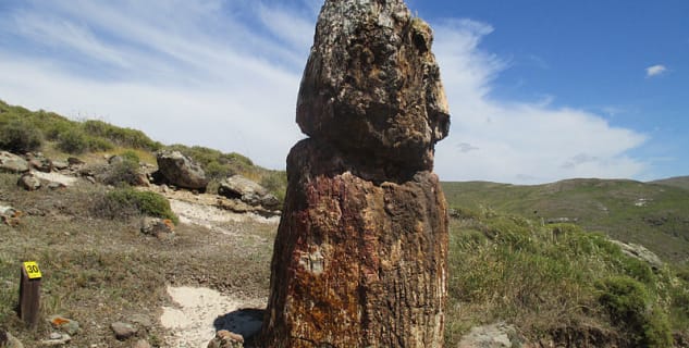 Zkamenělý strom - https://commons.wikimedia.org/wiki/File:Petrified_forest_of_Lesbos_13.jpg?uselang=cs