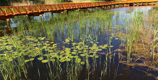 Kopačevská bažina - https://commons.wikimedia.org/wiki/File:Kopa%C4%8Dki_Rit_Nature_Reserve_near_Osijek,_Croatia.JPG