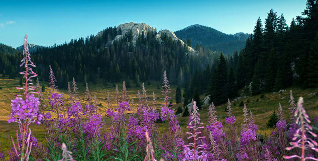 Botanická zahrada ve Velebitu - https://commons.wikimedia.org/wiki/File:Veliki-Lubenovac_Uvala_NatPark-NVelebit_Dinarides_Croatia_3.jpg?uselang=cs