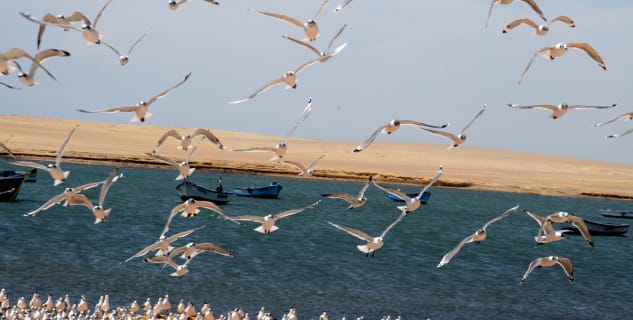 Národní rezervace Paracas - https://www.flickr.com/photos/ilker/4443486921