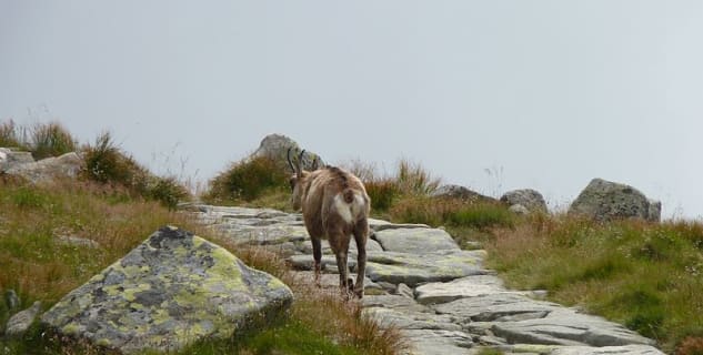 Dereše - https://commons.wikimedia.org/wiki/File:N%C3%ADzk%C3%A9_Tatry,_Dere%C5%A1e_(3).JPG