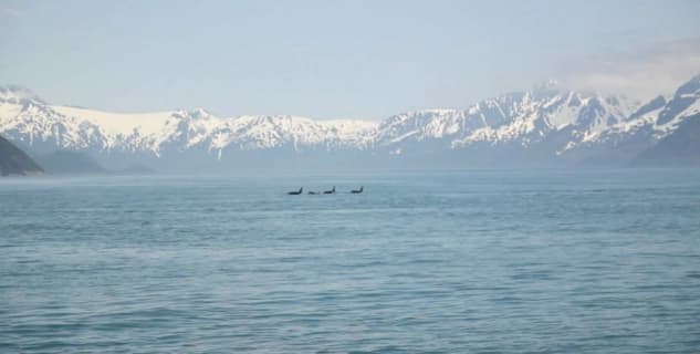 Kenai Fjords NP - 